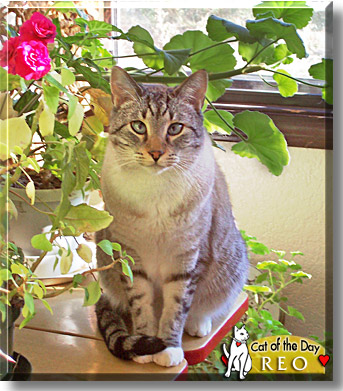 Reo, the Cat of the Day