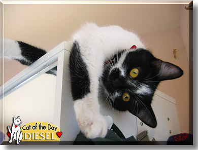 Diesel, the Cat of the Day