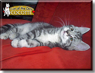Cocotte, the Cat of the Day
