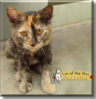Ginger Snap, the Cat of the Day