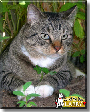Larry, the Cat of the Day