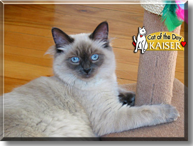 Kaiser, the Cat of the Day