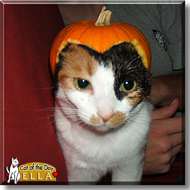 Ella, the Cat of the Day