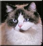 Shilo