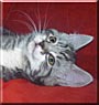 Cocotte