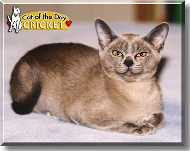 Cricket, the Cat of the Day