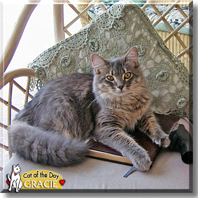 Gracie, the Cat of the Day