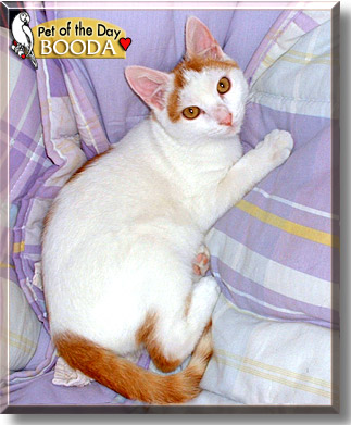 Booda, the Cat of the Day