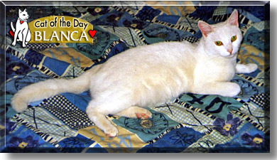 Blanca, the Cat of the Day