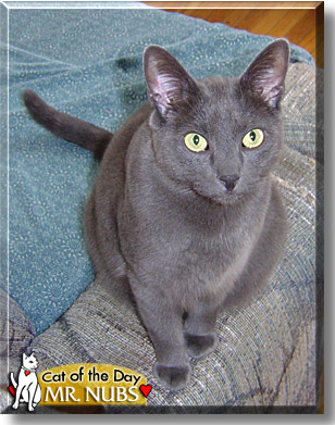 Mr. Nubs, the Cat of the Day
