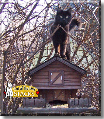 Stacks, the Cat of the Day