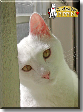 Pippin, the Cat of the Day