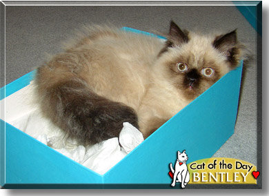 Bentley, the Cat of the Day