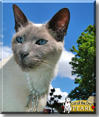 Pearl, the Cat of the Day