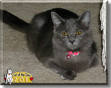 Zöe, the Cat of the Day