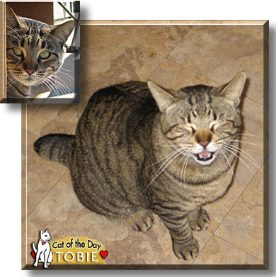 Tobie, the Cat of the Day