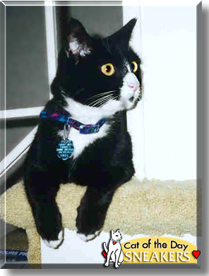 Sneakers, the Cat of the Day