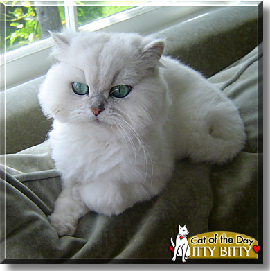 Itty Bitty, the Cat of the Day