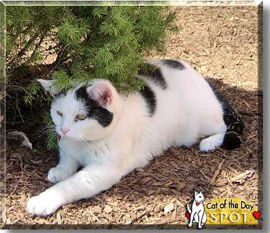Spot, the Cat of the Day
