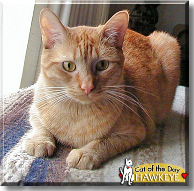Hawkeye, the Cat of the Day