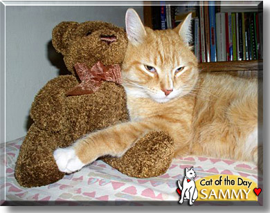 Sammy, the Cat of the Day