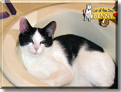 Benny, the Cat of the Day
