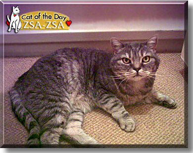Zsa-Zsa, the Cat of the Day
