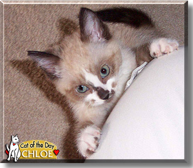 Chloe, the Cat of the Day
