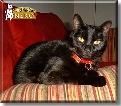 Neko, the Cat of the Day