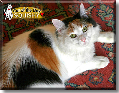 Squishy, the Cat of the Day