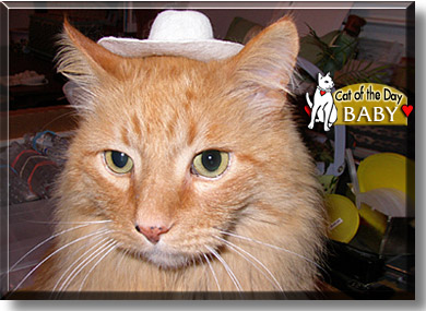 Baby, the Cat of the Day