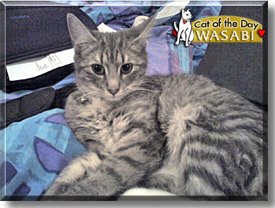 Wasabi, the Cat of the Day