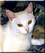Blanca