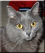 Buddycat