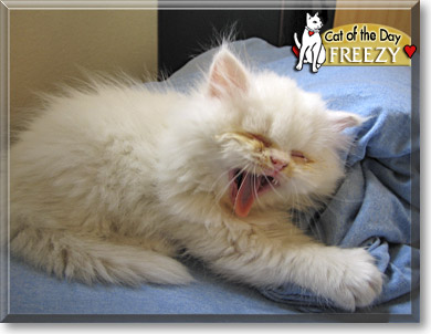 Freezy, the Cat of the Day