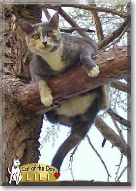 Lili, the Cat of the Day