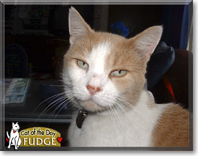 Fudgecake, the Cat of the Day
