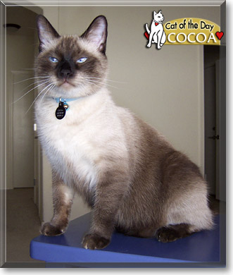 Cocoa, the Cat of the Day