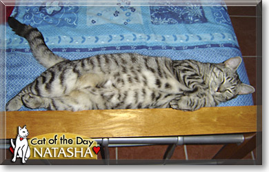 Natasha, the Cat of the Day