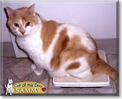 Sammy, the Cat of the Day