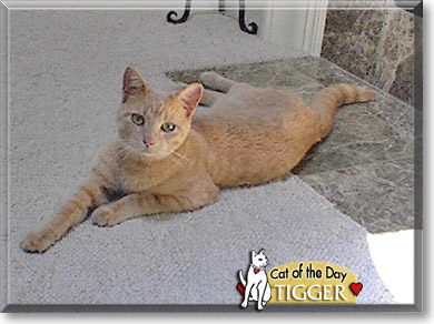 Tigger, the Cat of the Day