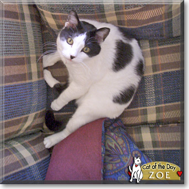 Zoe, the Cat of the Day