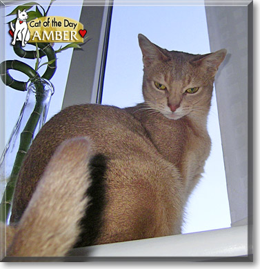Amber, the Cat of the Day