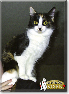 Vixen, the Cat of the Day