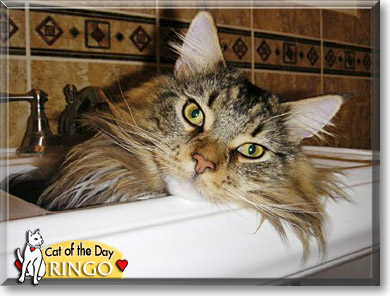 Ringo, the Cat of the Day