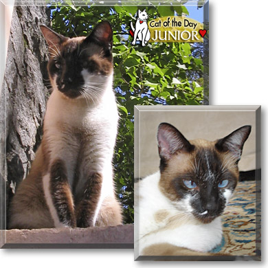Junior, the Cat of the Day