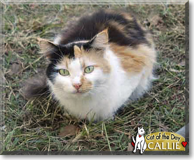 Callie, the Cat of the Day