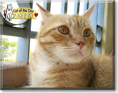 Zai Zai, the Cat of the Day