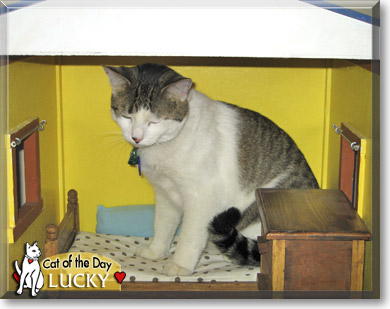Lucky, the Cat of the Day