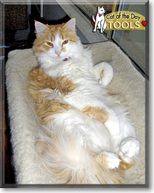 Tools, the Cat of the Day
